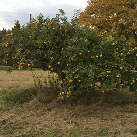 OBSTBAUMPFLEGE-SCHNITT