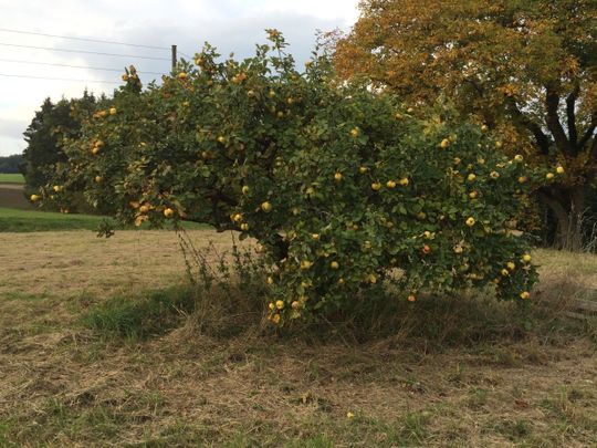 Obstbaumpflege Schnitt
