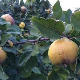 OBSTBAUMPFLEGE-SCHNITT