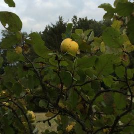 OBSTBAUMPFLEGE-SCHNITT