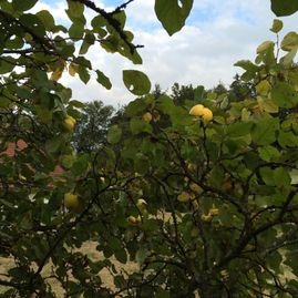 OBSTBAUMPFLEGE-SCHNITT