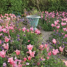 Pflanzung, Garten, Frühling, Tulpen, Pink, Rosa, Steinweg, Deko