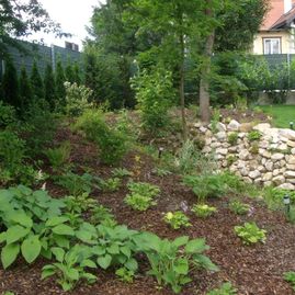 Pflanzung, Garten, Grün, Lilien, Steine, Baum