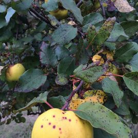 OBSTBAUMPFLEGE-SCHNITT