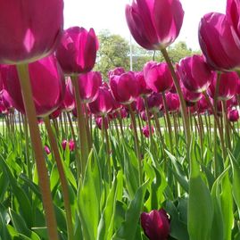 Pflanzung, Tulpen, Magenta, Park