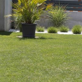 rasen, garten, palme, haus, garten